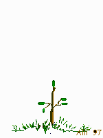growingtree2